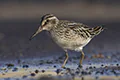 Calidris falcinellus