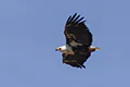 Haliaeetus vocifer