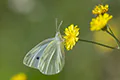 Pieris rapae