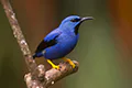 Cyanerpes lucidus