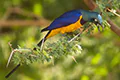 Lamprotornis regius