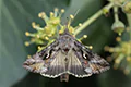 Autographa gamma