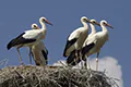 Ciconia ciconia