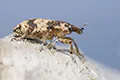 Bothynoderes affinis