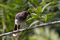 Cyanocorax morio