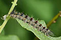 Lymantria dispar