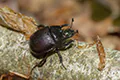 Typhaeus typhoeus