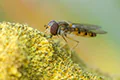 Episyrphus balteatus