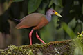 Aramides cajaneus