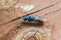 Chrysis refulgens