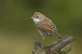 Sylvia communis
