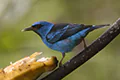 Dacnis cayana