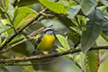 Coereba flaveola