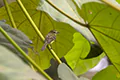 Capsiempis flaveola