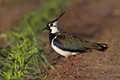 Vanellus vanellus