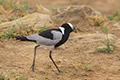Vanellus armatus