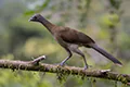 Ortalis cinereiceps