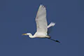 Egretta alba