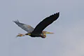 Ardea purpurea