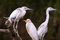 Egretta caerulea