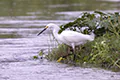 Egretta thula