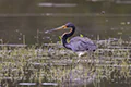Egretta tricolor
