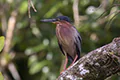 Butorides virescens