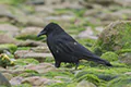 Corvus corone