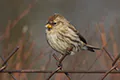 Carduelis flammea