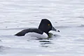 Aythya collaris