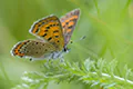 Lycaena helle