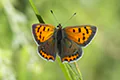 Lycaena phlaeas
