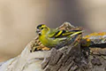 Carduelis spinus