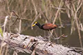 Jacana spinosa