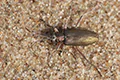 Donacia vulgaris
