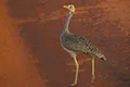 Eupodotis senegalensis