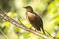 Turdus grayi