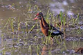 Dendrocygna autumnalis