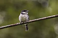 Notharchus tectus