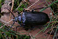 Prionus coriarius