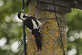 Dendrocopos syriacus