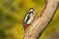 Dendrocopos major