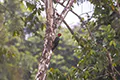 Campephilus guatemalensis