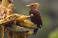 Celeus castaneus