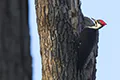 Dryocopus pileatus