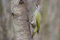 Picus canus