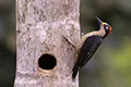 Melanerpes pucherani