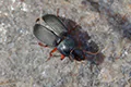 Harpalus rubripes