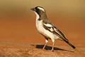 Plocepasser mahali