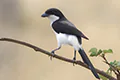 Lanius cabanisi
